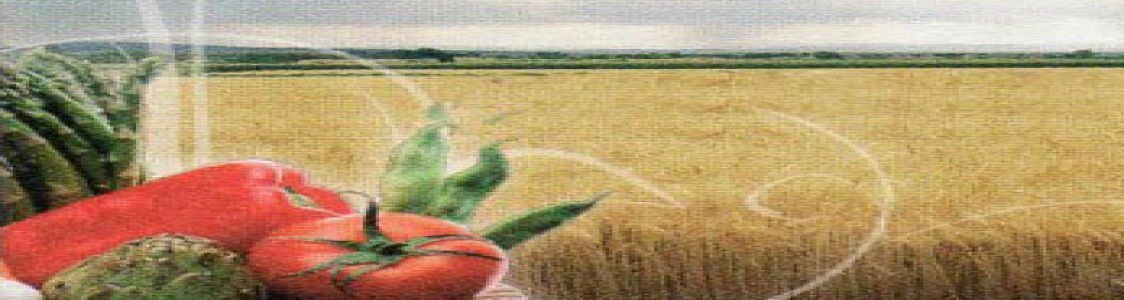 Gas La Fenice Senigallia